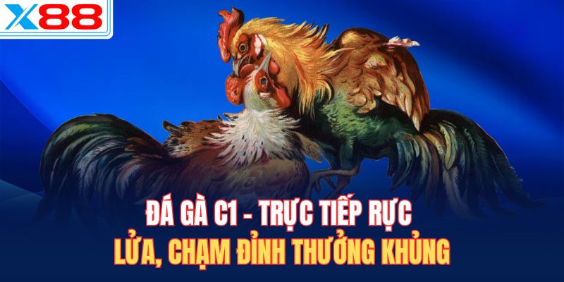 Đá gà C1